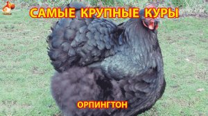 Самые крупные куры Орпингтон