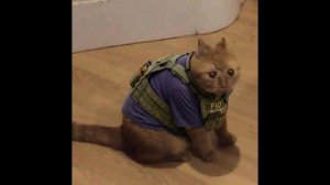 Авы для standoff 2