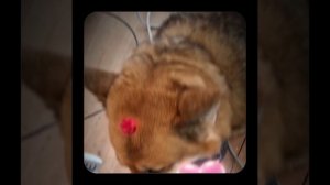 1000054373.mp4 (Собака наблюдает за устройством лестницы на 2-ой этаж в доме А-фрейм)