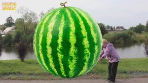 Гигантского Арбуз!