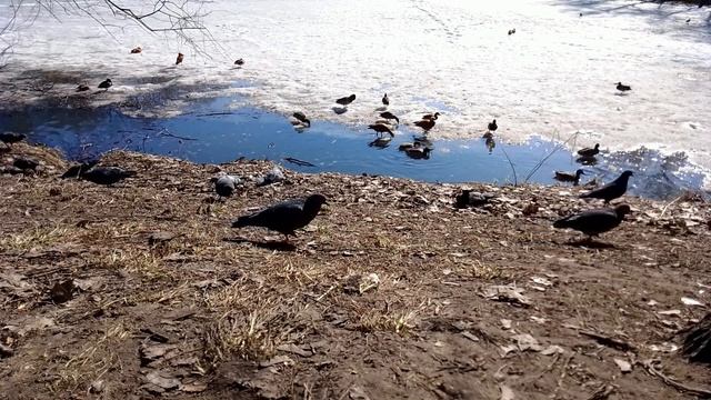 Зарисовка из жизни уток и голубей. Март, Москва, Лефортово