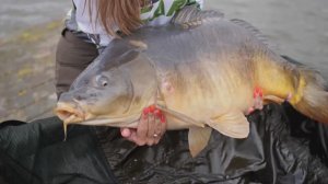 КАРПЫ МОНСТРЫ СУЩЕСТВУЮТ!!! Трофей всей жизни! Рыбалка на огромного карпа на озере Ульяныки.