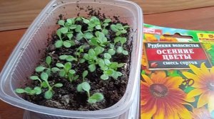 Когда сажать семена Рудбекии на рассаду и как выглядят всходы