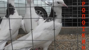 Голубиная  ярмарка в Кропоткин! 29.03.26г