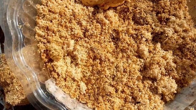 КУПИЛА ЛУКОВИЦЫ ГЛАДИОЛУСОВ  31 марта 2026 годвторой мой выходной