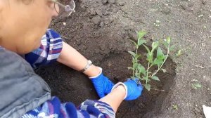 2315.  Гортензию в грунт! Как? ВПЛ.