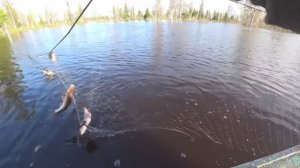 ПРОВЕРКА СЕТЕЙ В ЗАТОПЛЕННОМ ЛЕСУ. Улов рыбы радует. Хорошие щуки, плотва, язи.