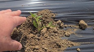 Высадка томата в конце марта. Дагестан 2026 год.