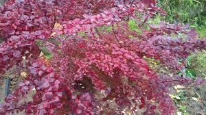 Барбарис Тунберга всегда добавить ярких красок в саду своей листвой