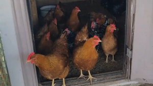 Ремонт. Море. Клещи. Металлоискатель. Куры и лиса.