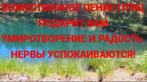 БОЖЕСТВЕННОЕ ПЕНИЕ ПТИЦ ПОДАРИТ ВАМ УМИРОТВОРЕНИЕ И РАДОСТЬ. НЕРВЫ УСПОКАИВАЮТСЯ!