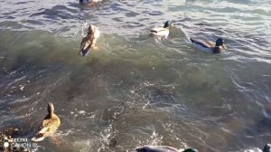 В январский день на набережной.