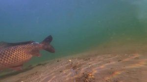 Настоящая поклевка карпа, сазана. Подводная съемка.