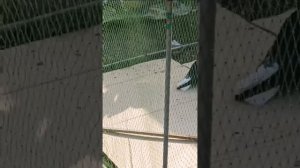 ярмарка- распродажа голубей в Новониколаевке (Алексиково) 12.04.2025 г часть 1