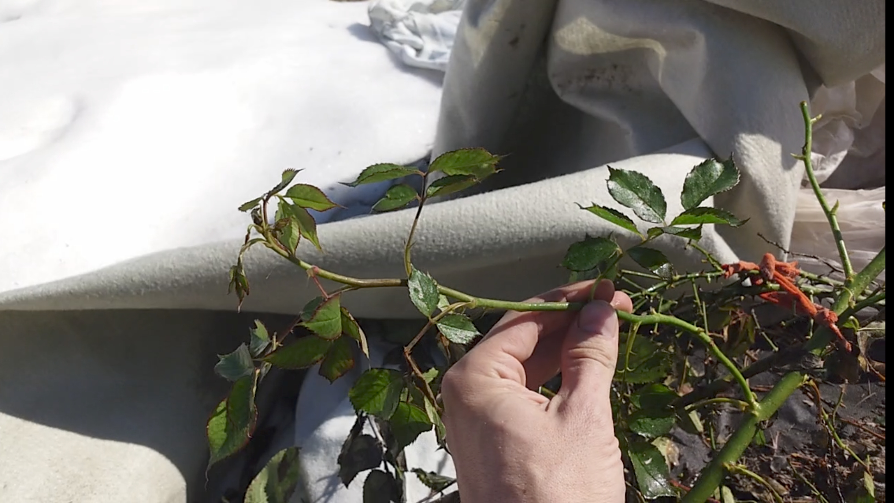 ДОРНИТ - РОЗЫ ПОСЛЕ ЗИМЫ 