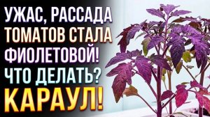 Подкормка рассады. Какие есть средства, и чем они хороши?