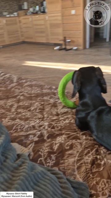 Иногда у нас и спокойные игры бывают 😉

#лапкитут #таксыправятмиром #игрушкидлясобак #товарыдлясобак