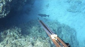 Подводная охота /  Крупная, высококачественная рыба