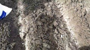 2322. ВПЛ. 3 апреля 2021 г, озимый чеснок в грядку!