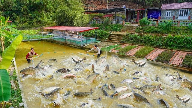 Заготовка рыбы для продажи фермеру. Приготовление блюда из рыбы и овощей. Серия 70. Ли Фук Ви