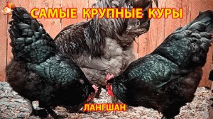 Самые крупные куры Лангшан