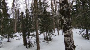 2026.03.31. Крючково. По снежному насту. Высота 585 м - Просека 1. Снег 120 см, t-8°.