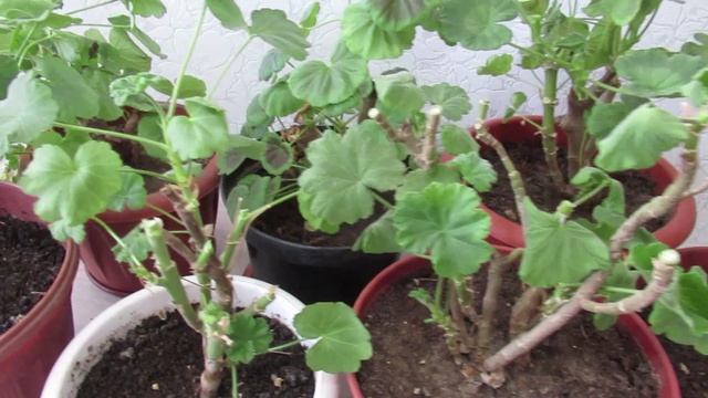 Обрезка пеларгонии весной как возможность получить шикарное цветение летом