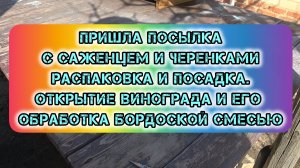 Пришла посылка с саженцем и чубуками винограда. Распаковка и посадка. Открытие и обработка бордоской