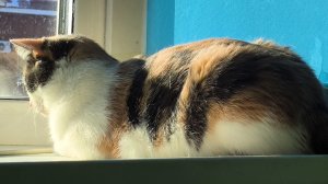 Появилась первая муха 🪰, но... не уснула заснять её 😔