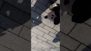 Прогулка Мики🤗, 1 часть