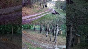какие животные попали на камеру видеонаблюдения в лесу