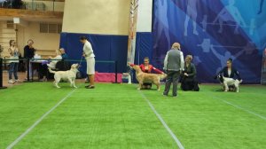 Бест 8 группы
Выставка собак ЧРКФ «ВЕСЕННИЕ ВСТРЕЧИ» 
ПЦ " СЕВЕРНАЯ ИМПЕРИЯ "👍