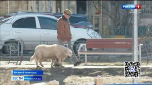 Сюрпризы из-под снега