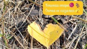 Вязальная активность "Бешеная отара". Отчет за март. Одна козочка🧶🐐