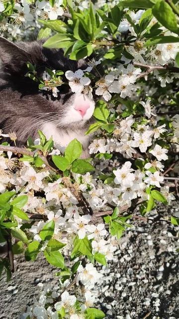 Кот Лаки, весна в Ялте