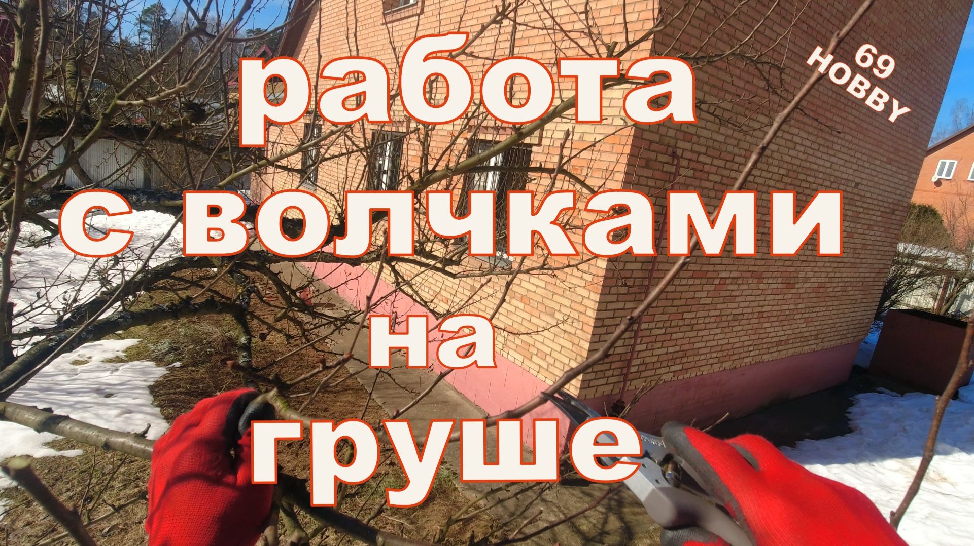 Как работать с волчками на груше через год после понижения!