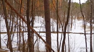 2026/3/26: Звон колокола собора Серафима Саровского, как он слышен у низовьев Профилакторского ручья