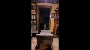 Релакс. Смешные котики
