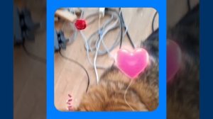 1000054372.mp4 (Собака наблюдает за устройством лестницы на 2-ой этаж в доме А-фрейм)