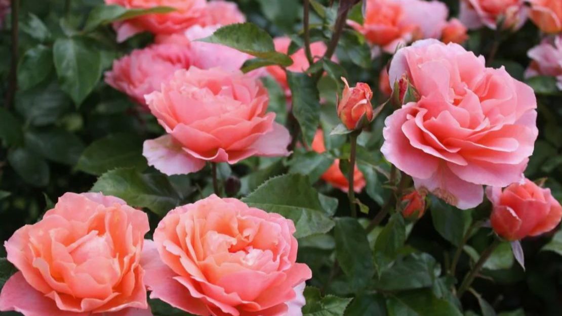 Розы будут цвести как бешеные, если сделать это в апреле! 9 рецептов