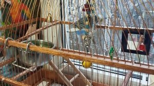 Жорик патриот. Учит песню " я русский " 🇷🇺