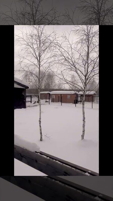 Жизнь в приюте