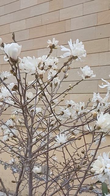 Магнолия звездчатая!