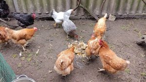 Курочки завтракают