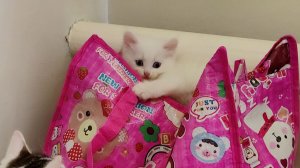 Мама-кошка зовет свою котенку, но котенок Микки хочет отправиться в путешествие.