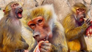 Лохматая Люся жуёт МЯСО! Маня КРИЧИТ - СПАСИБО! Стёпка притих! У ГАМАДРИЛОВ свои порядки!