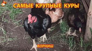 Самые крупные куры Корниш