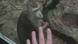 Обезьянки в Южно-Сахалинском зоопарке.mp4