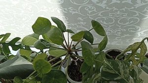 Комнатные Растения В Зале В Марте