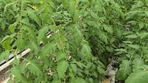 Томат Тивай, рассада высаживалась 25 декабря 2025 год. Дагестан март 2026 г.